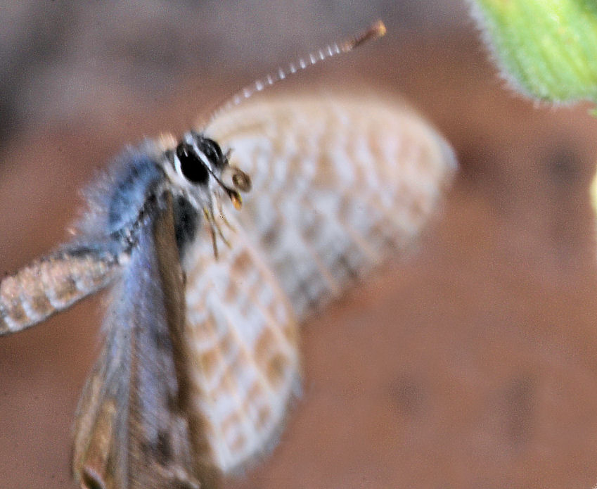 Farfalle, anche in volo!